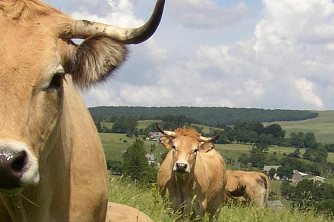 gaec gandilhon au pied du Puy Mary dans le Cantal